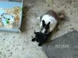 Exclu porno entre animaux: Un lapin viole un chat noir ! Le buzz du moment !